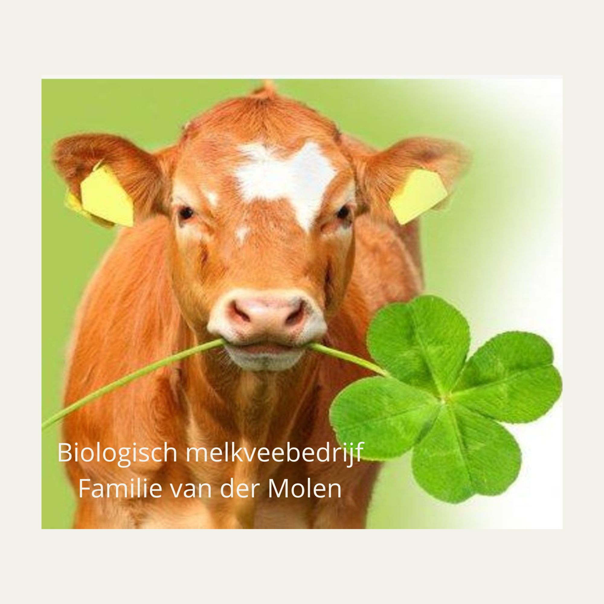Biologisch Melkveebedrijf Familie Van Der Molen